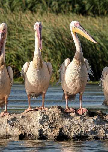 Pelicanii albi din Delta Dunarii
